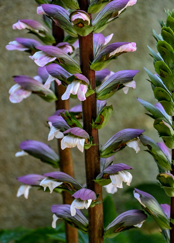 Изображение особи Acanthus mollis.