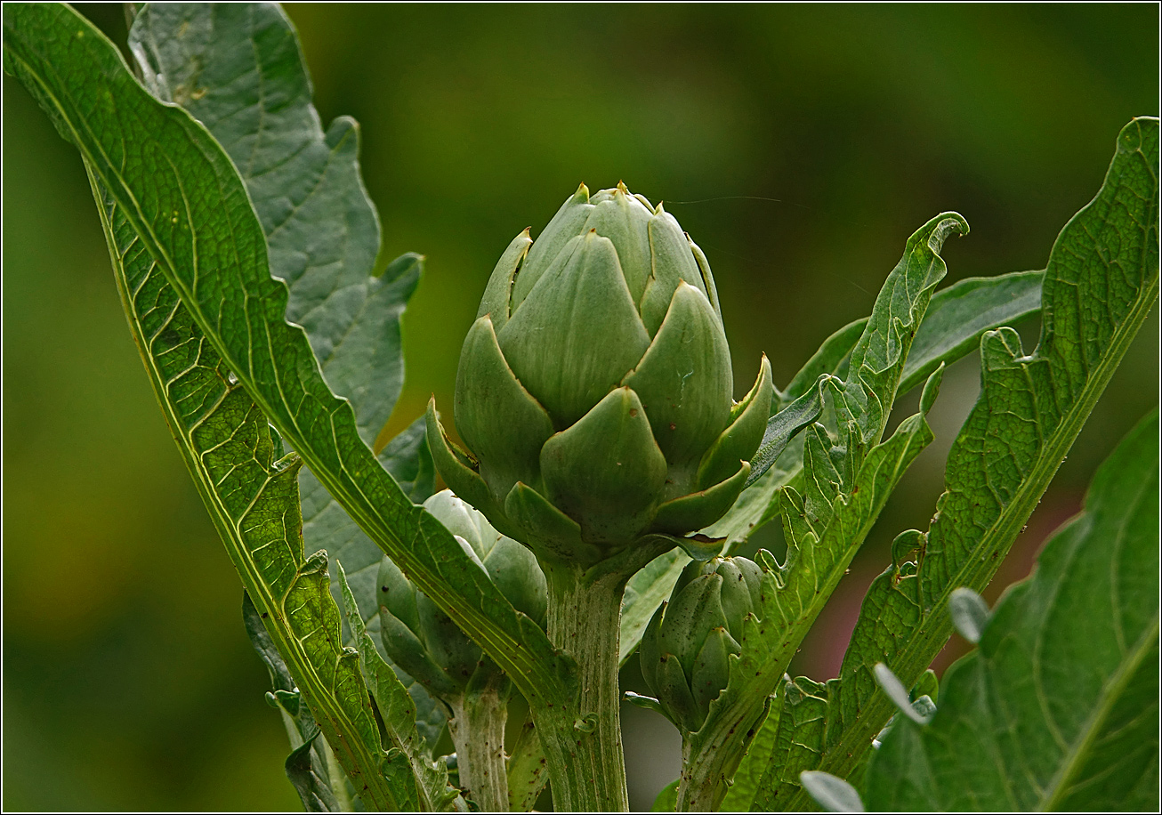 Image of Cynara scolymus specimen.
