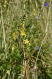 Agrimonia eupatoria