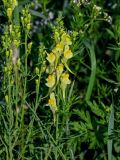 Linaria vulgaris