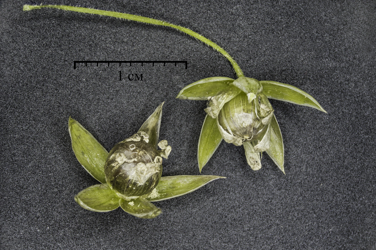 Image of Stellaria holostea specimen.