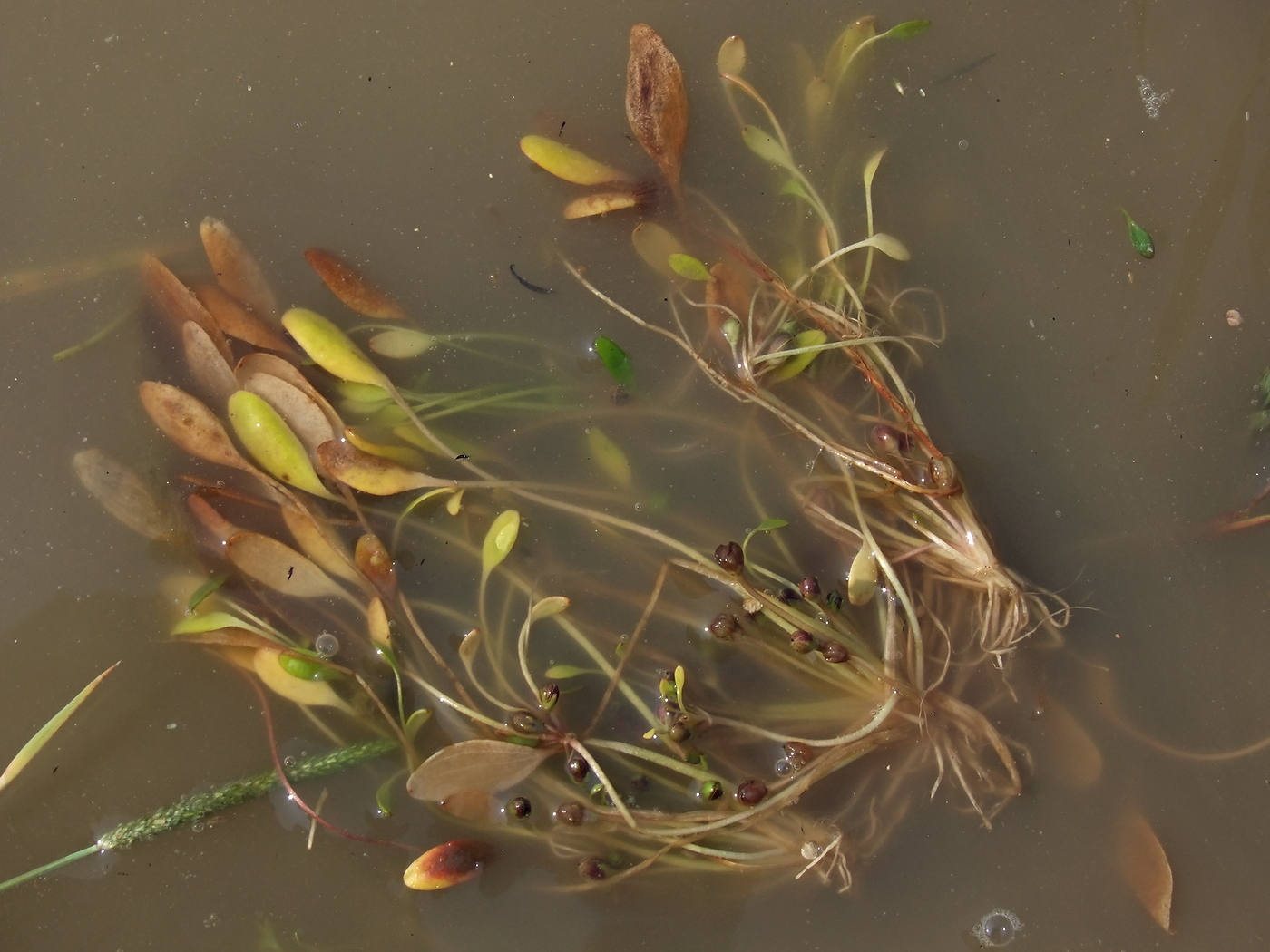 Image of Limosella aquatica specimen.