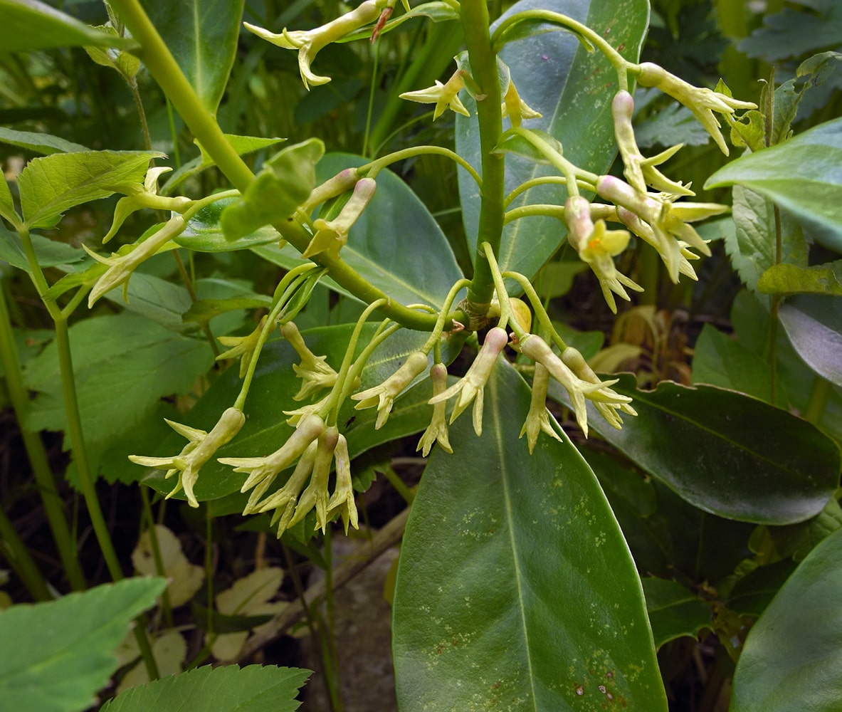 Image of Daphne albowiana specimen.
