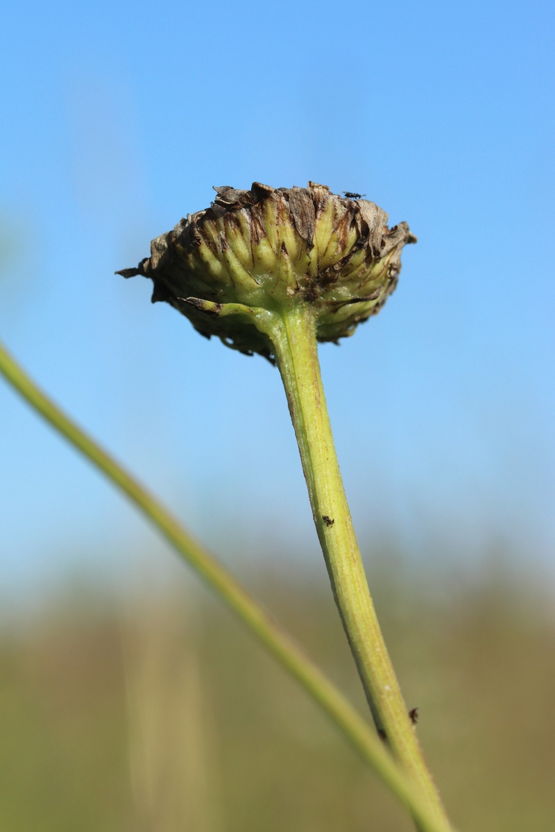 Image of Leucanthemum ircutianum specimen.