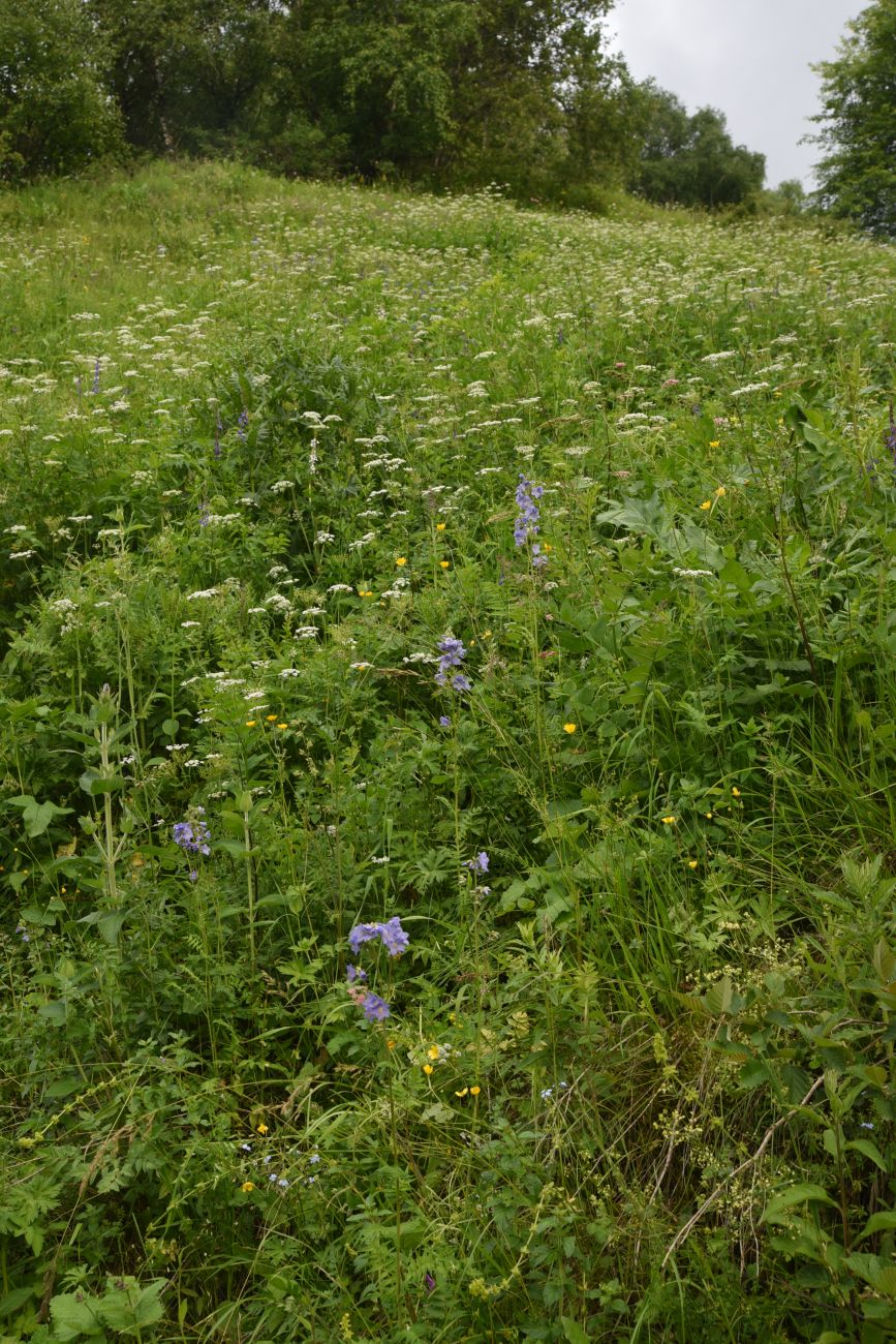 Image of Polemonium caucasicum specimen.