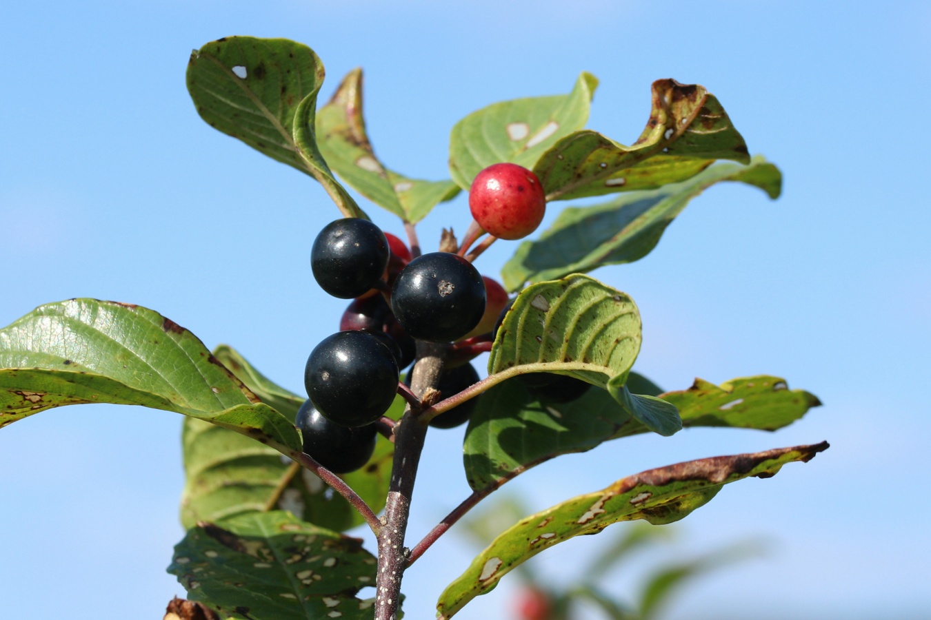 Image of Frangula alnus specimen.