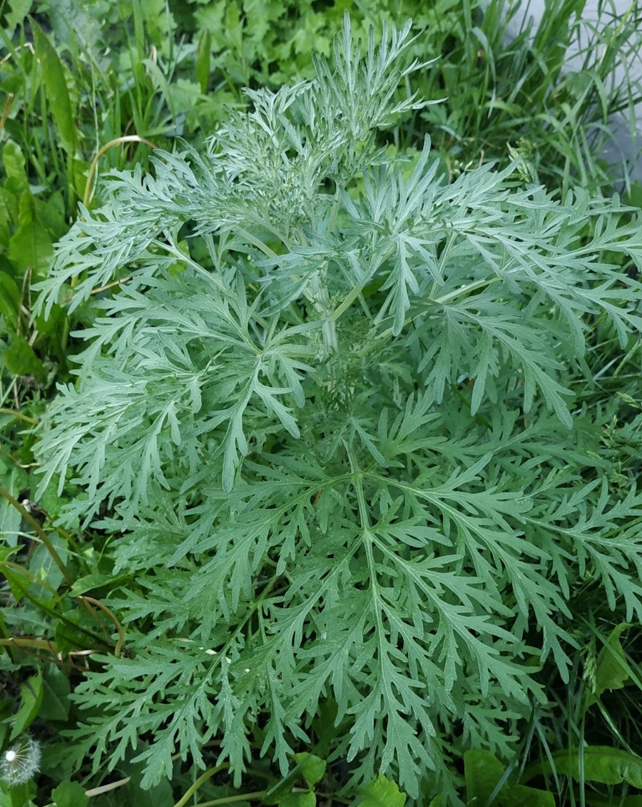 Image of Artemisia sieversiana specimen.