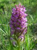 Dactylorhiza incarnata. Соцветие. Крым, Байдарская долина, окр. с. Орлиное, берег р. Курулюк-Су. 27.05.2010.