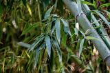 genus Phyllostachys