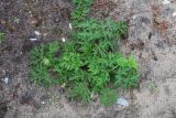 Heracleum sibiricum. Вегетирующее растение с упавшей серёжкой Betula pendula. Московская обл., Павлово-Посадский ГО, г. Электрогорск, обочина дороги. 18.05.2025.