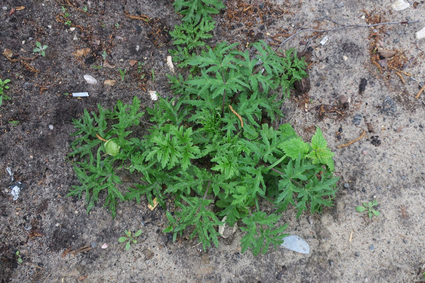 Изображение особи Heracleum sibiricum.
