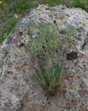 Linum austriacum. Цветущее растение, извлечённое из почвы. Грузия, Самцхе-Джавахети, окр. ур. Немецкая дорога, выс. 1400 м н.у.м., луг. 18 мая 2025 г.