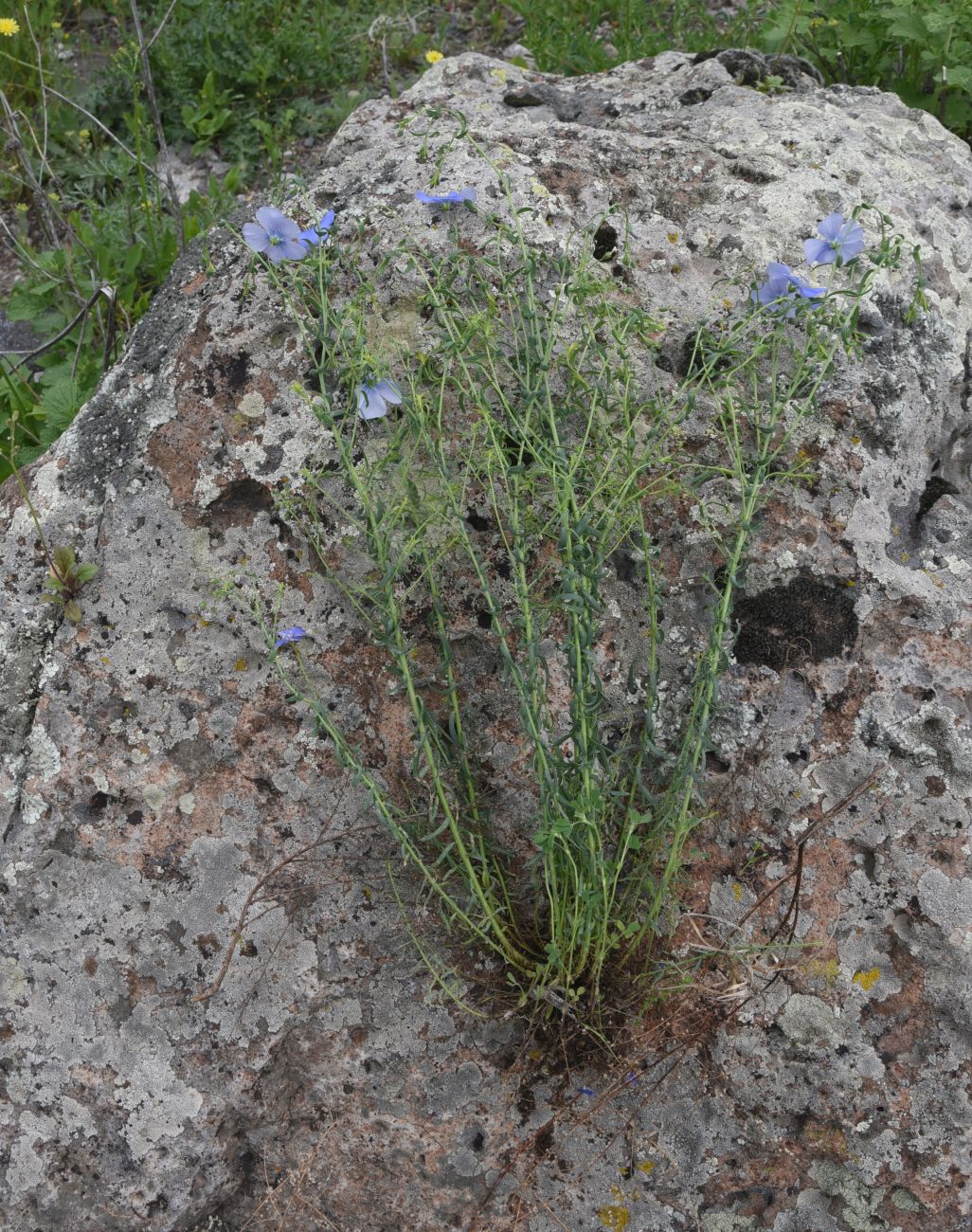 Image of Linum austriacum specimen.