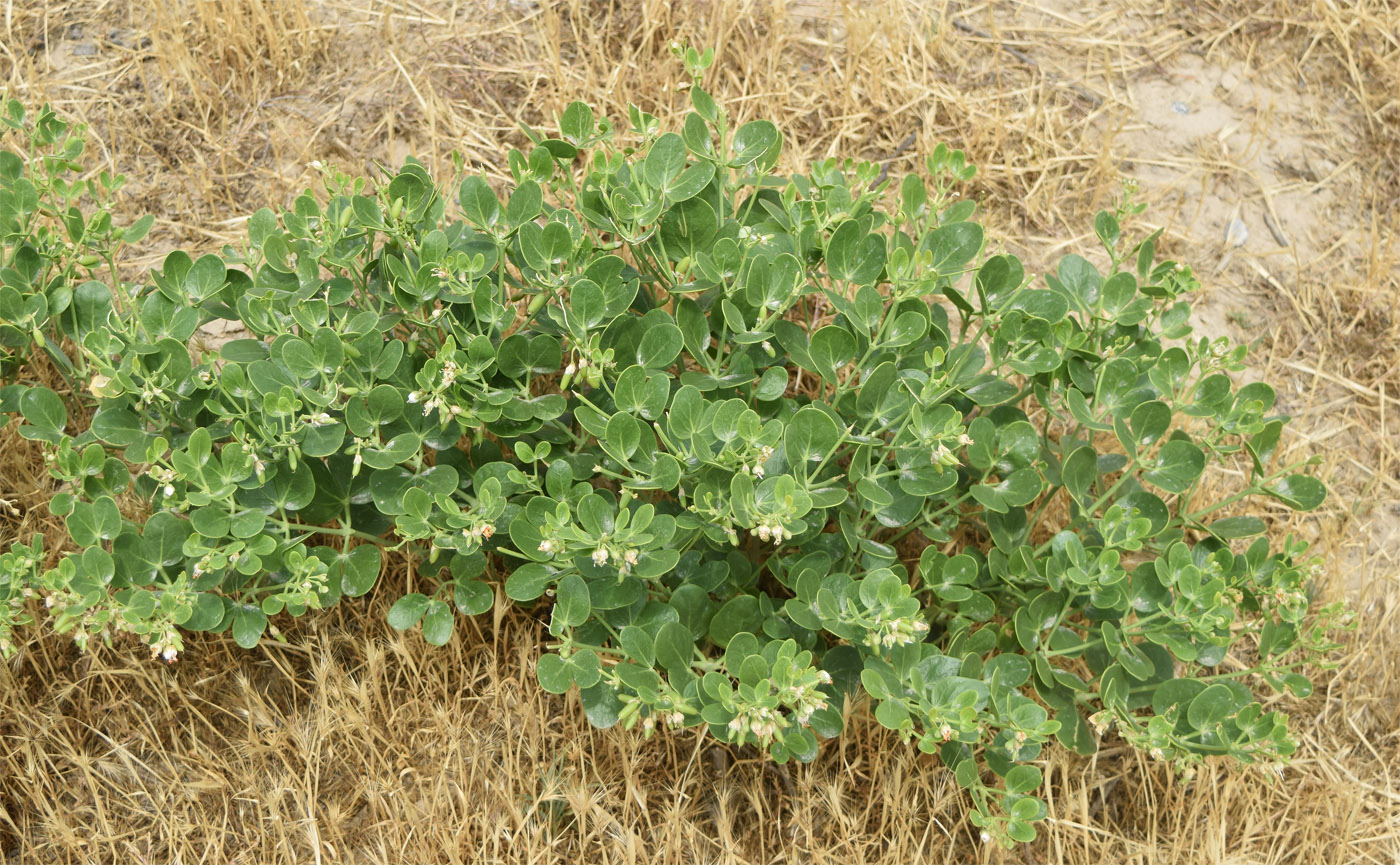 Image of Zygophyllum oxianum specimen.