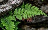 Dennstaedtia hirsuta. Вайя. Китай, пров. Аньхой, национальный парк \"Хуаншань\", на скале. 29.05.2025.