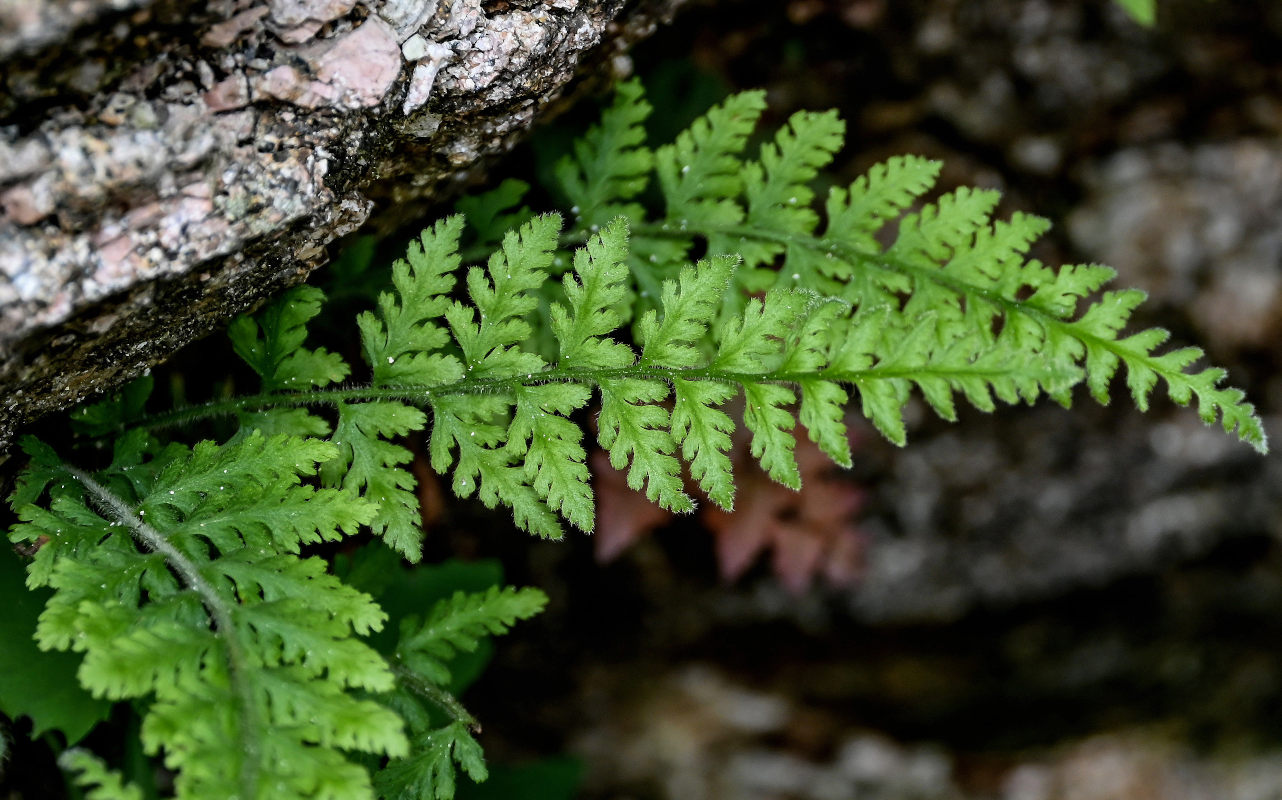 Image of Dennstaedtia hirsuta specimen.
