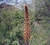 Eremurus zenaidae