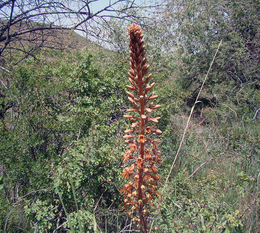 Image of Eremurus zenaidae specimen.