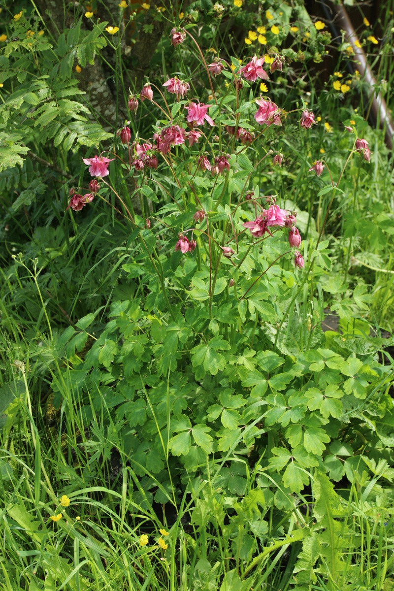 Image of Aquilegia vulgaris specimen.