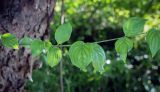 Cornus mas. Часть молодого побега. Абхазия, окр. г. Новый Афон, вершина Иверской горы, олуговелый каменистый склон. 12.06.2025.