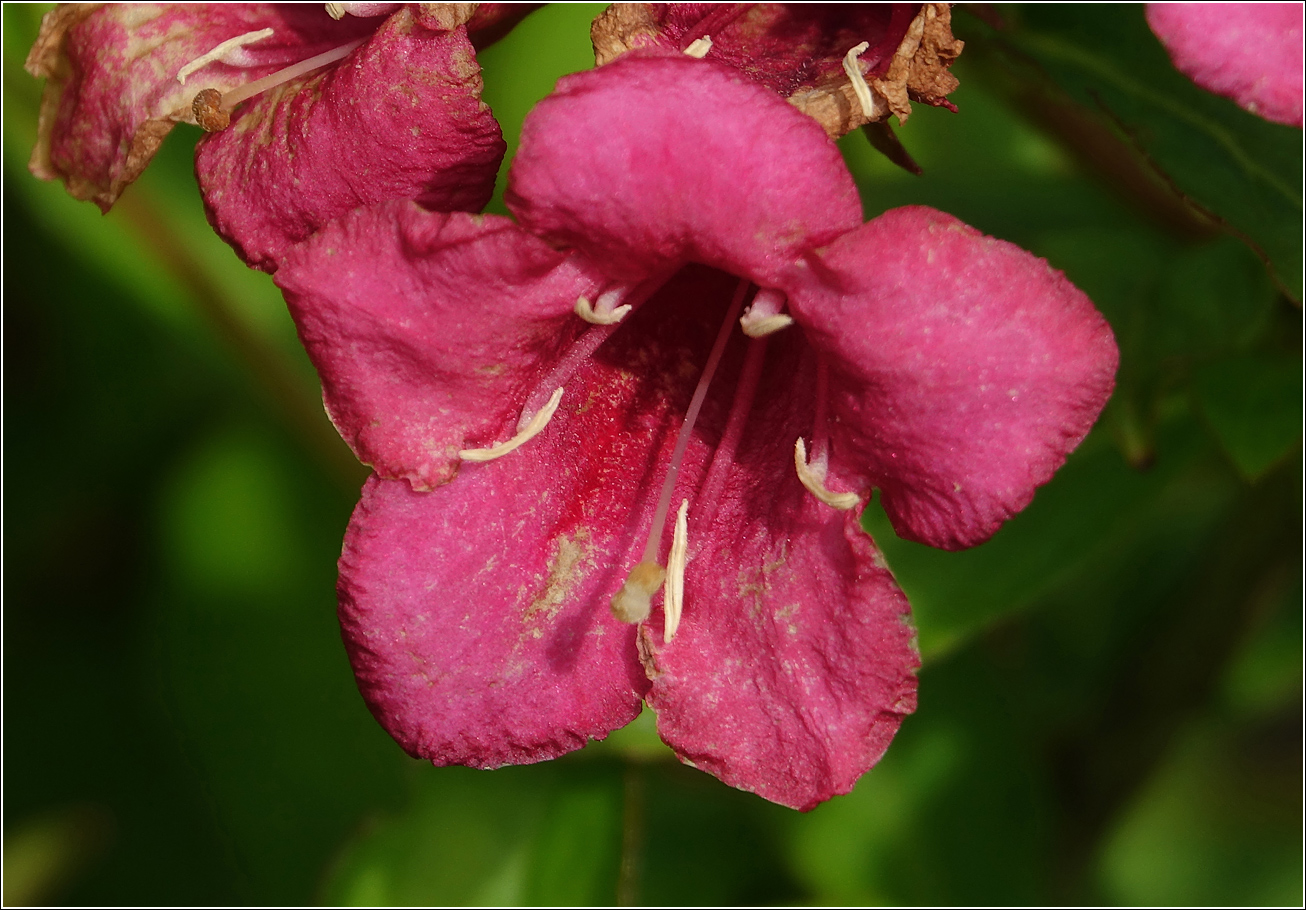 Image of Weigela hybrida specimen.