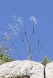 Stipa pulcherrima