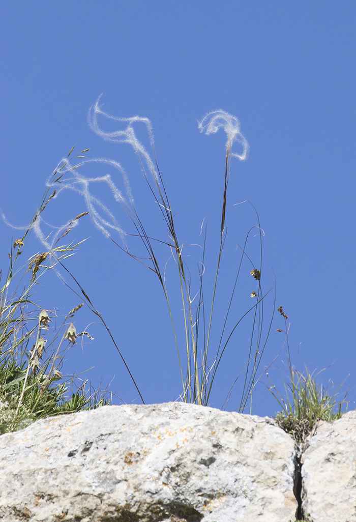 Image of Stipa pulcherrima specimen.