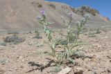 Cousinia speciosa. Зацветающее растение. Таджикистан, Горно-Бадахшанская автономная обл., Мургабский р-н, дол. оз. Булункуль, выс. ≈ 3737 м н.у.м., каменистая пустыня в межгорной долине. 12 июля 2025 г.