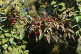 Malus &times; moerlandsii