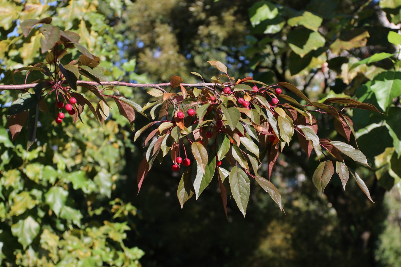 Изображение особи Malus &times; moerlandsii.