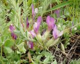 Astragalus testiculatus