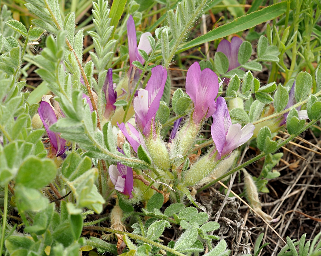 Изображение особи Astragalus testiculatus.