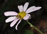 Chrysanthemum naktongense. Соцветие с кормящейся мухой-журчалкой. Приморский край, Хасанский р-н, Зарубинское гор. пос., окр. с. Витязь, обочина лесной дороги. 27.09.2025.