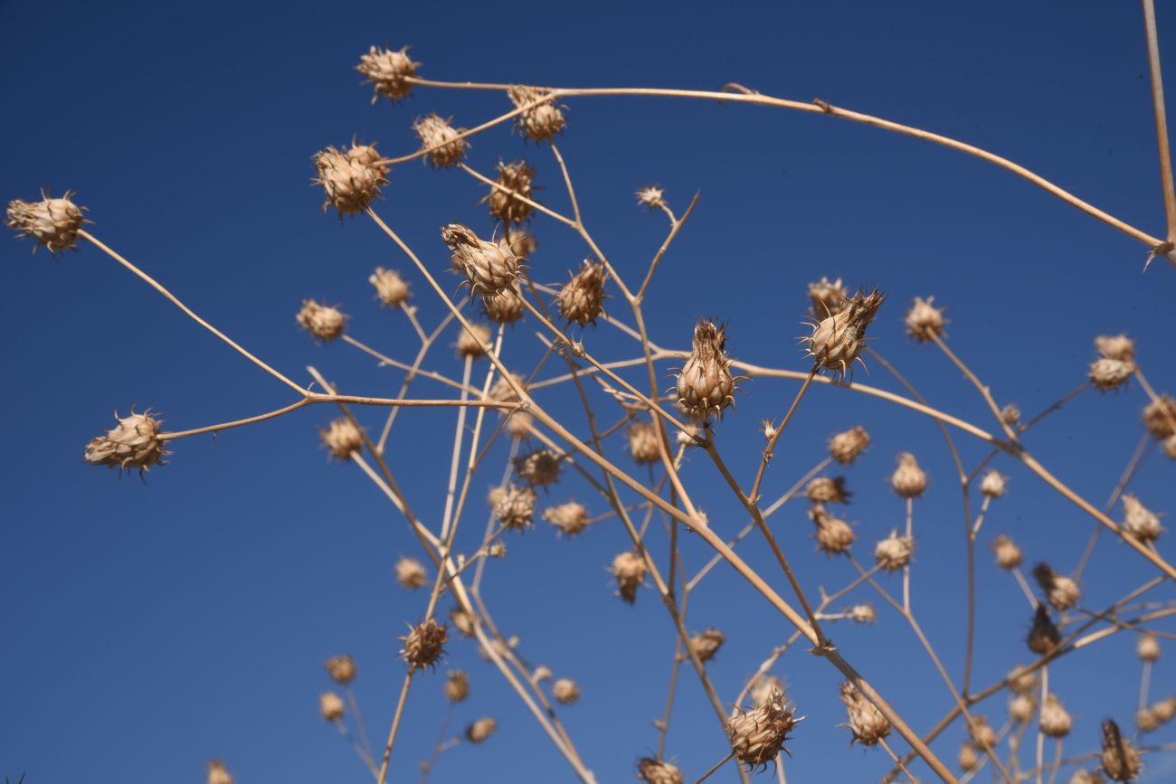 Image of genus Cousinia specimen.