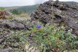 Campanula lasiocarpa. Цветущие растения. Камчатский край, Елизовский р-н, окр. Мутновской ГеоЭС, склон с травяно-кустарниковой растительностью. 05.09.2025.