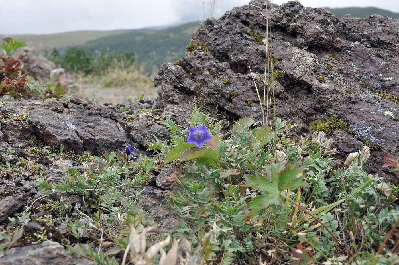 Изображение особи Campanula lasiocarpa.