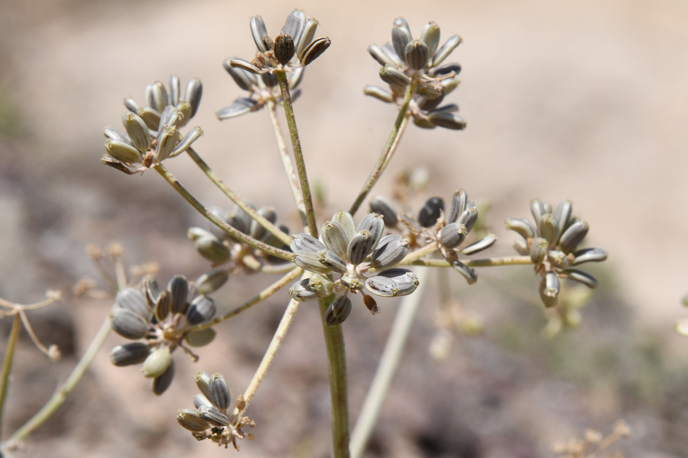 Image of Ferula syreitschikowii specimen.