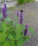 Agastache rugosa. Верхушки цветущего растения (центральный побег сломан). Санкт-Петербург, Ботанический сад БИН РАН. 09.09.2023.