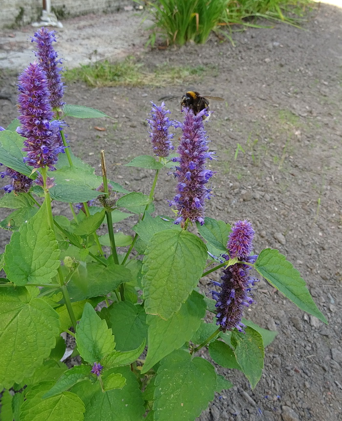 Image of Agastache rugosa specimen.