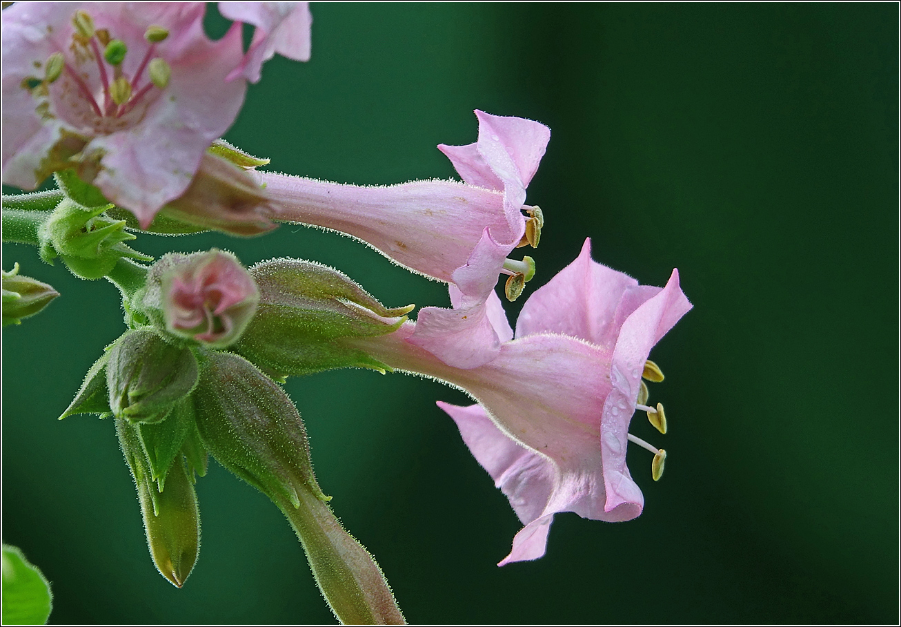 Изображение особи Nicotiana tabacum.