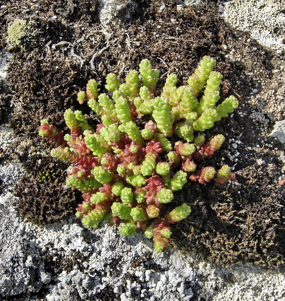 Image of Sedum acre specimen.