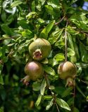 Punica granatum. Часть ветви с незрелыми плодами. Португалия, г. Лиссабон, в культуре. 17.08.2025.