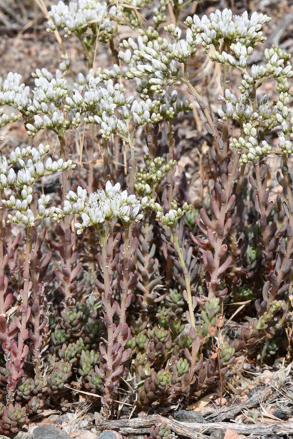Image of Sedum alberti specimen.