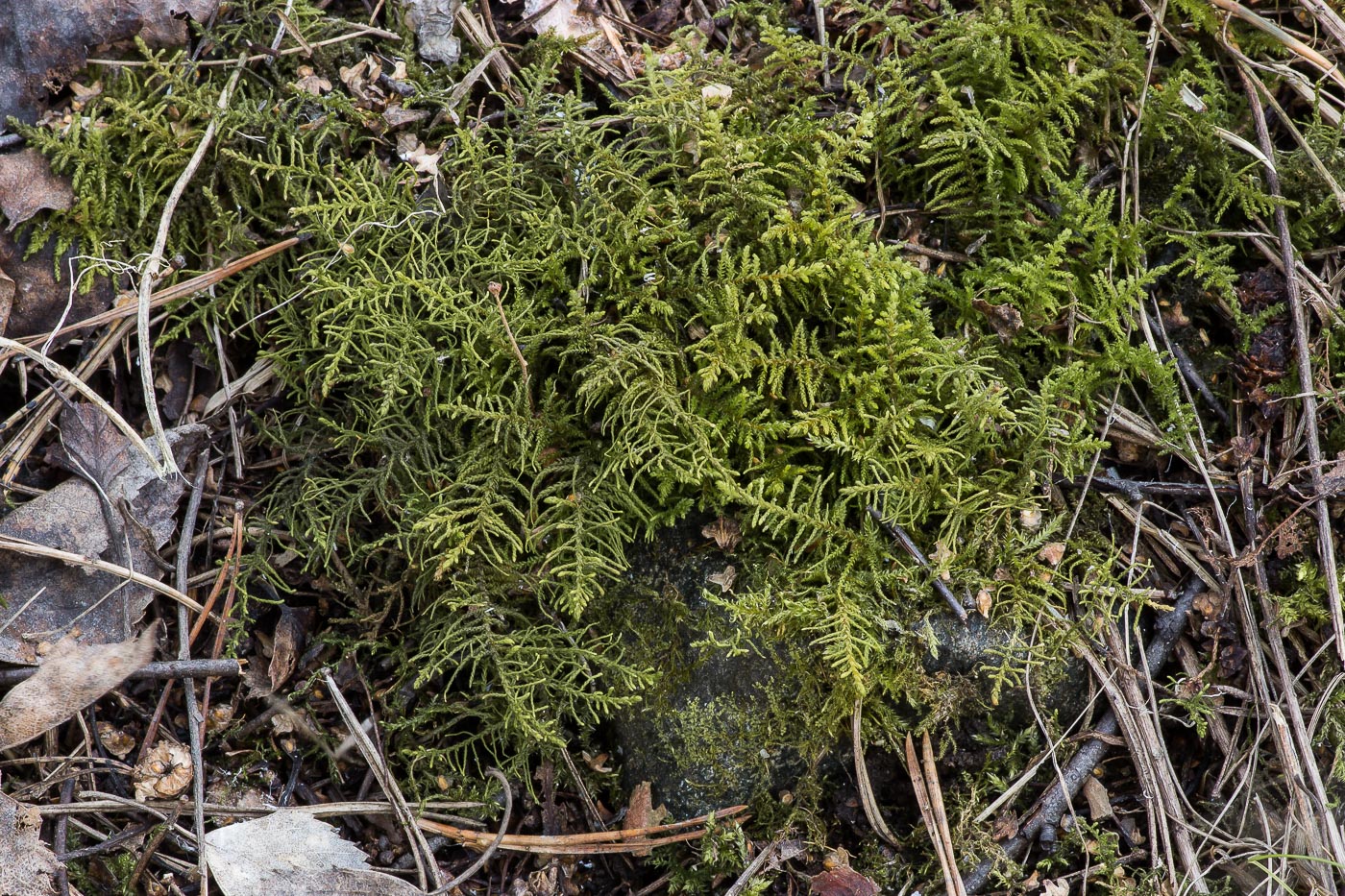 Image of Abietinella abietina specimen.