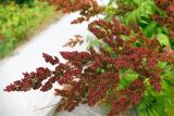 Sorbaria sorbifolia. Соплодие. Челябинская обл., г. Челябинск, ботсад ЧелГУ, в культуре. 08.08.2022.