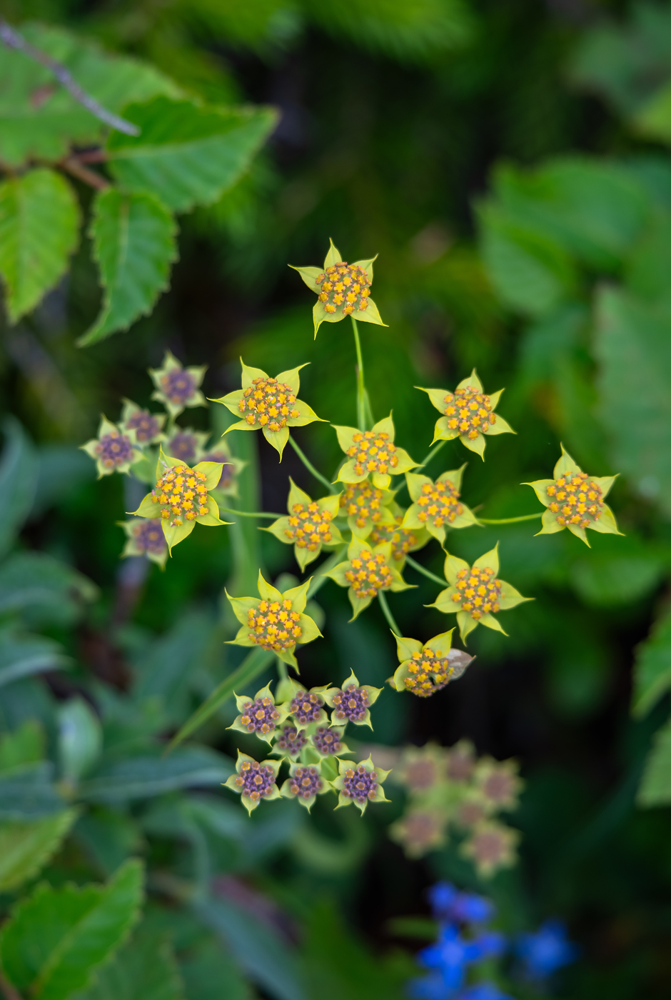 Image of Bupleurum euphorbioides specimen.