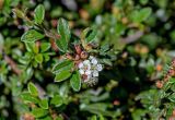 Cotoneaster dammeri. Верхушка ветви с соцветием и незрелыми плодами. Калининградская обл., Правдинский р-н, г. Правдинск, в культуре. 02.07.2025.