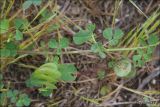 Medicago orbicularis