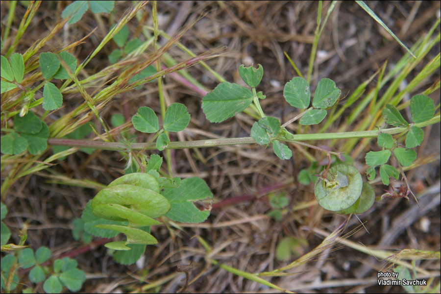 Изображение особи Medicago orbicularis.