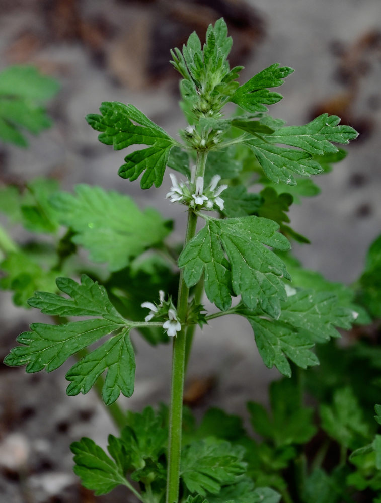 Image of Lagopsis supina specimen.